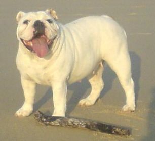 My English bulldog, Diamond From Bullshappiness